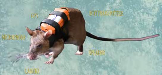 Rat wearing a backpack