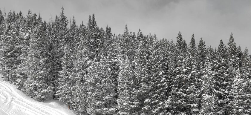 snowy pine forest at copper mountain co