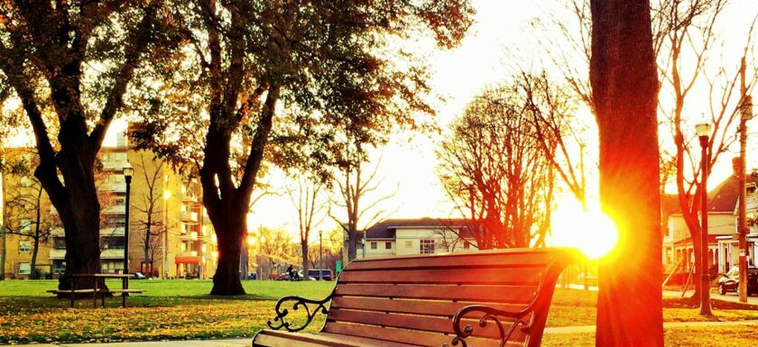 brown wooden park bench under green leaf tree during sunset